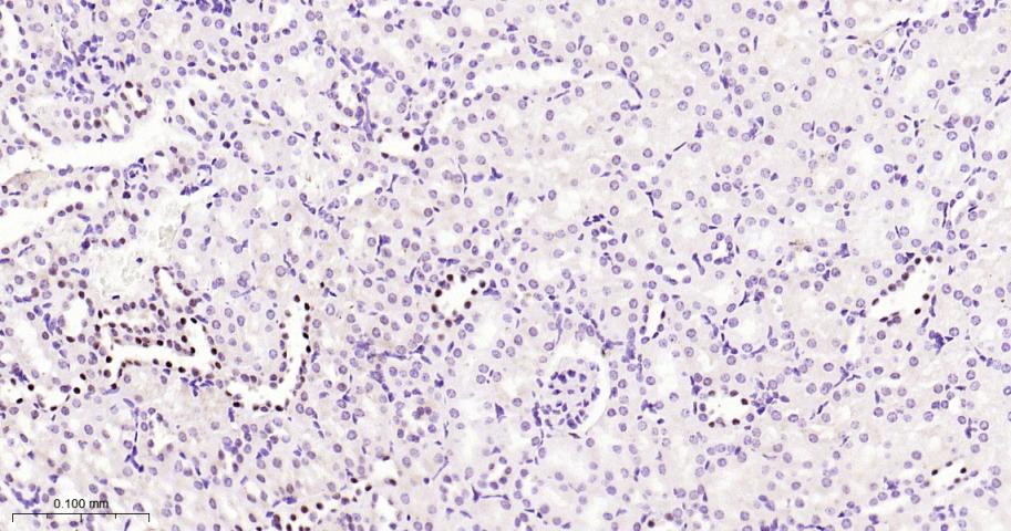 配对盒基因8重组兔单抗