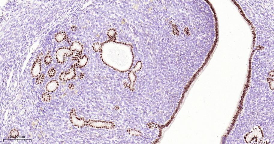 配对盒基因8重组兔单抗