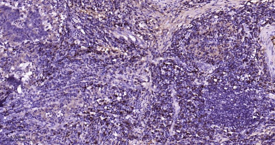 RAS癌基因相关蛋白RAB7重组兔单抗