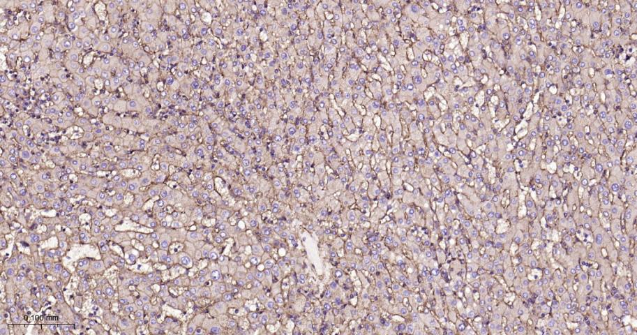 整合素β1（CD29）重组兔单抗