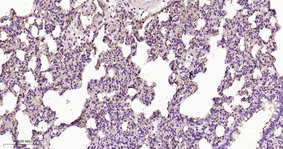 整合素β1（CD29）重组兔单抗