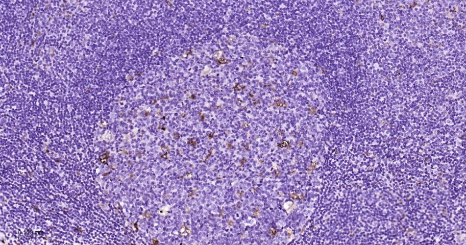 溶菌酶重组兔单抗