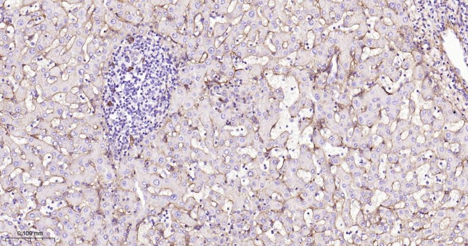 整合素β1（CD29）重组兔单抗