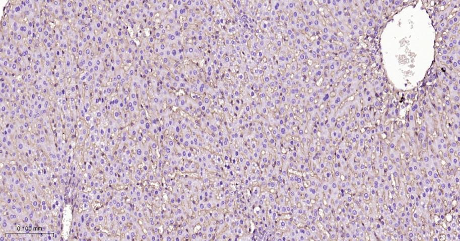 整合素β1（CD29）重组兔单抗