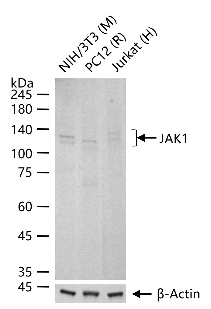 蛋白质酪氨酸激酶JAK-1重组兔单抗