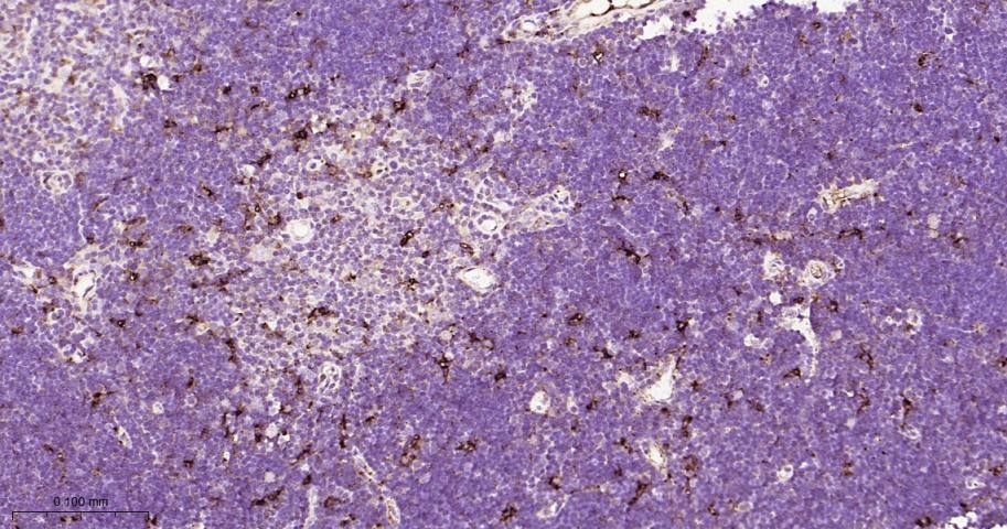 组织蛋白酶D重组兔单抗