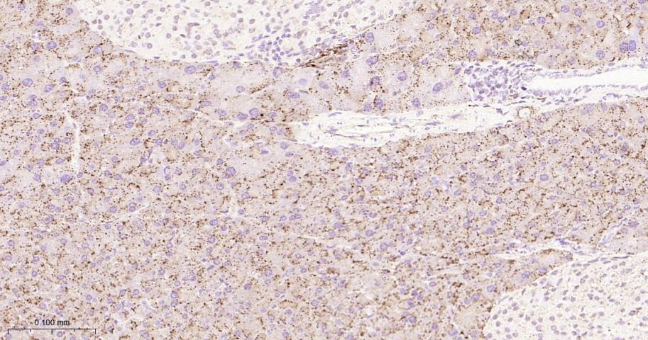 组织蛋白酶D重组兔单抗