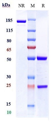 Anti-human P-Selectin / CD62p (Inclacumab Biosimilar) (Biosimilar抗体) | Bioss