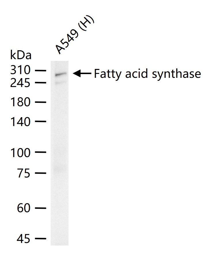 脂肪酸合成酶重组兔单抗