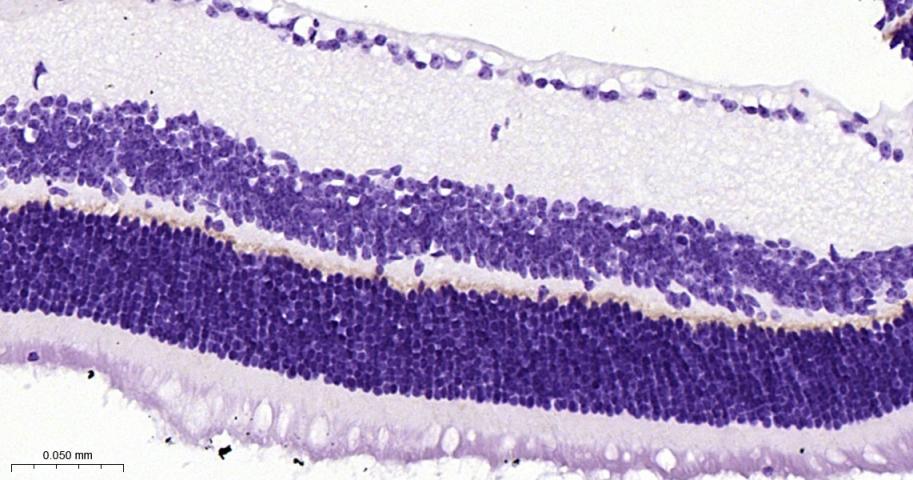 突触后密度蛋白95重组兔单抗