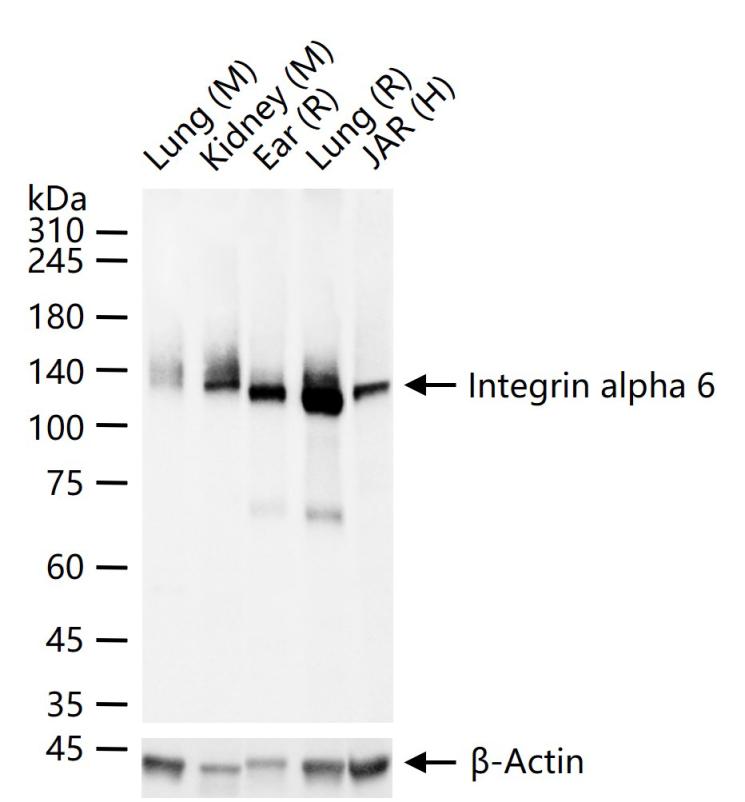 整合素α6（CD49f）重组兔单抗