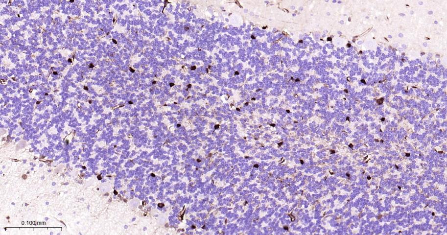 谷胱甘肽硫转移酶pi重组兔单抗