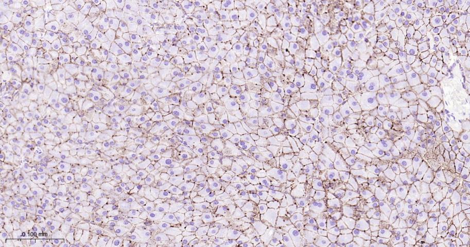 紧密连接蛋白7重组兔单抗