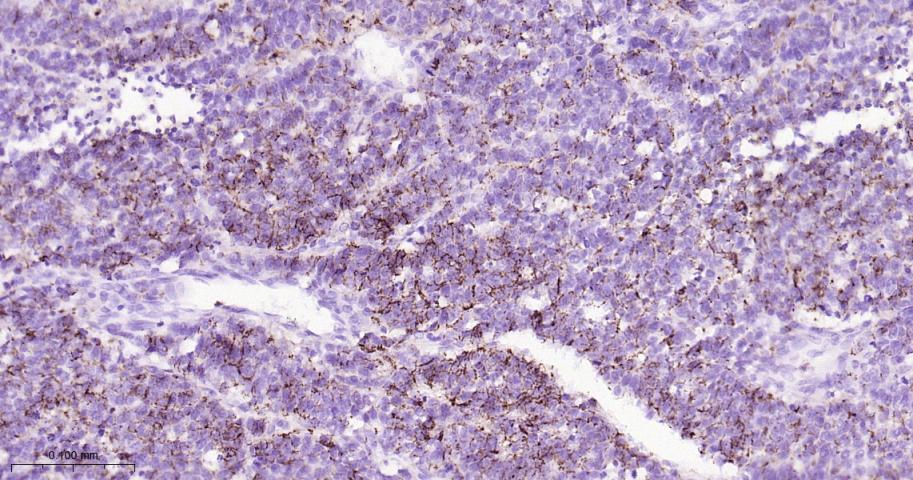 紧密连接蛋白7重组兔单抗