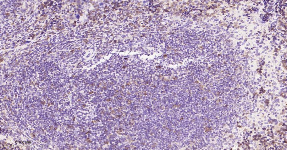 胸苷酸合成酶重组兔单抗-bsm-60680R