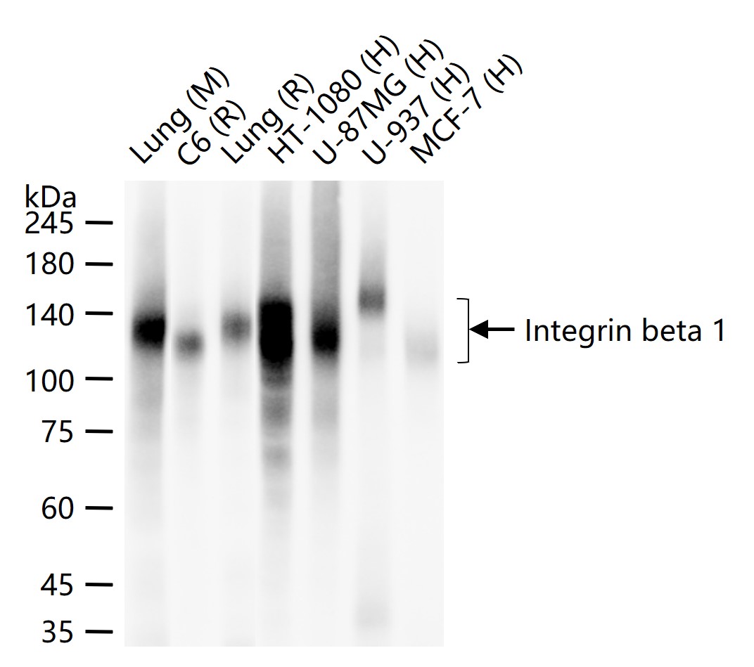 整合素β1（CD29）重组兔单抗