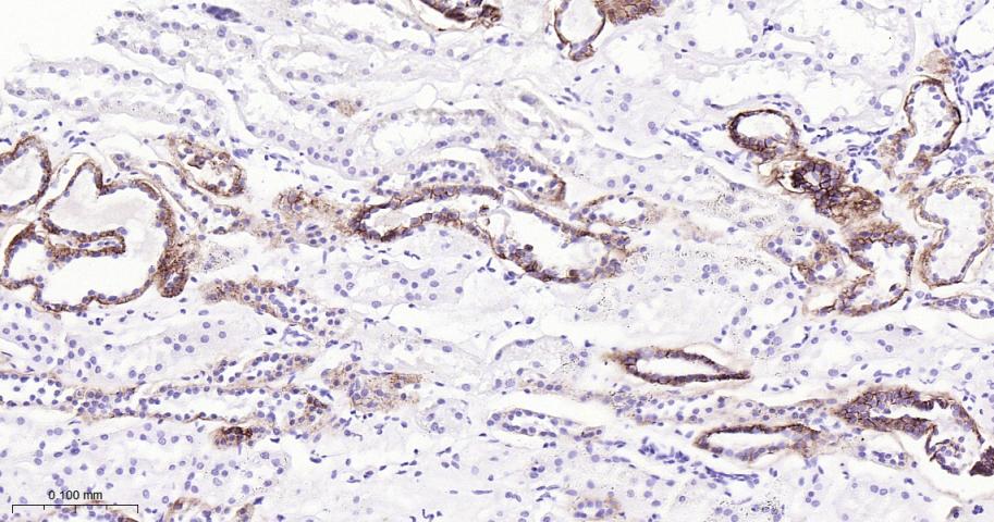 紧密连接蛋白7重组兔单抗