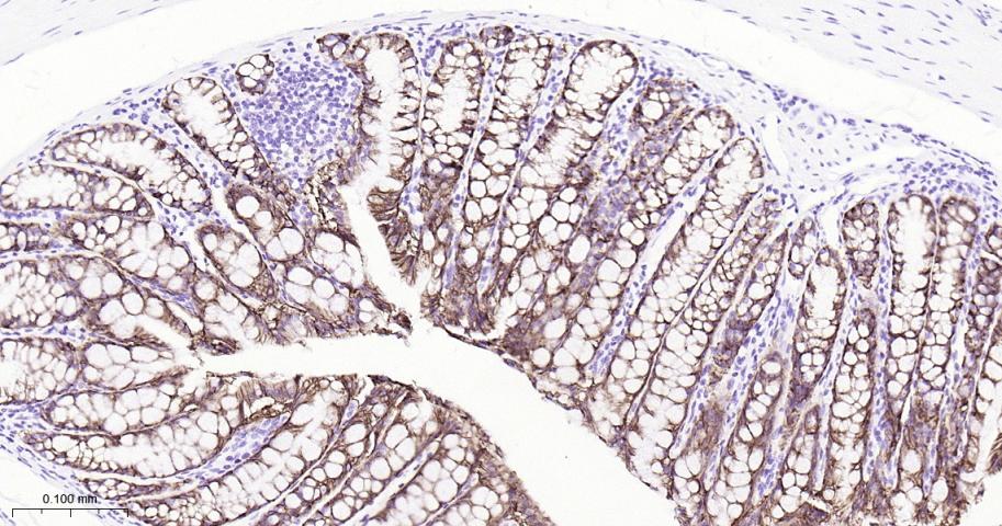 紧密连接蛋白7重组兔单抗