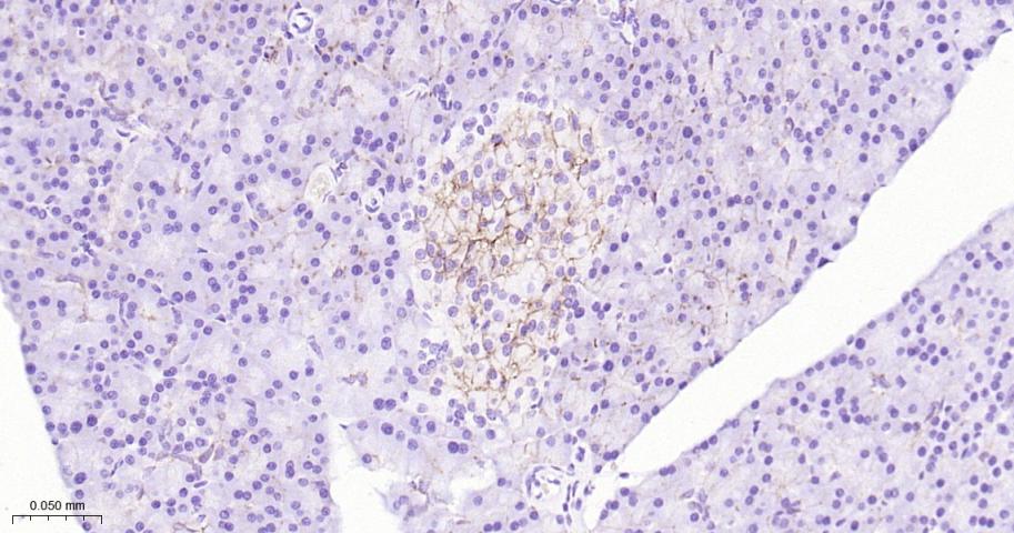 紧密连接蛋白7重组兔单抗