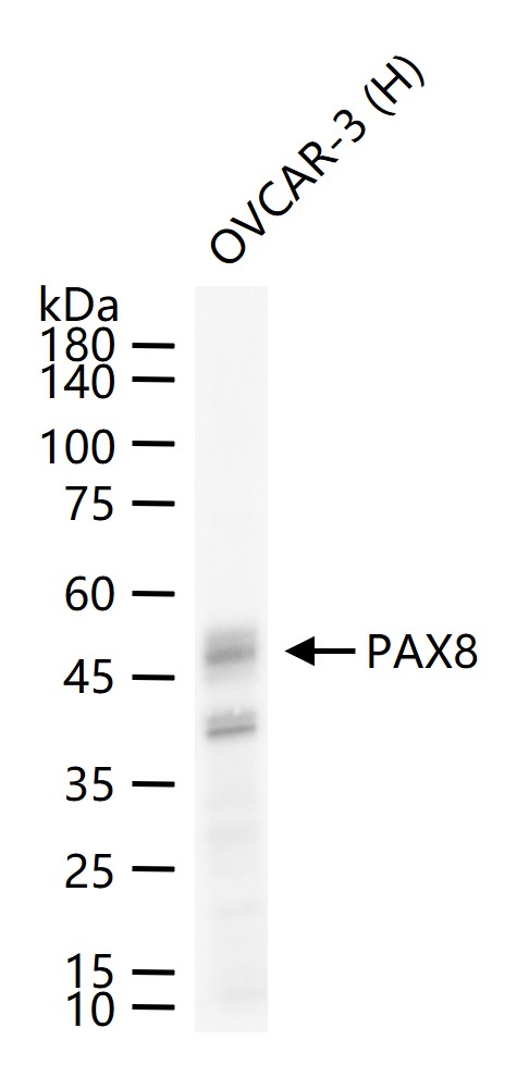 配对盒基因8重组兔单抗
