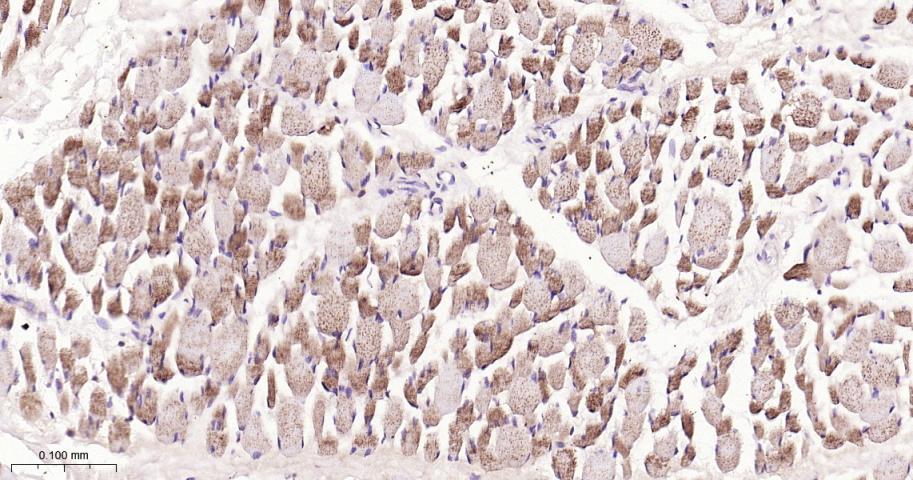 脂肪分化相关蛋白重组兔单抗