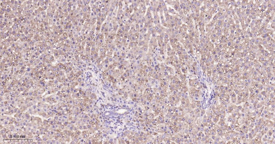 脂肪分化相关蛋白重组兔单抗