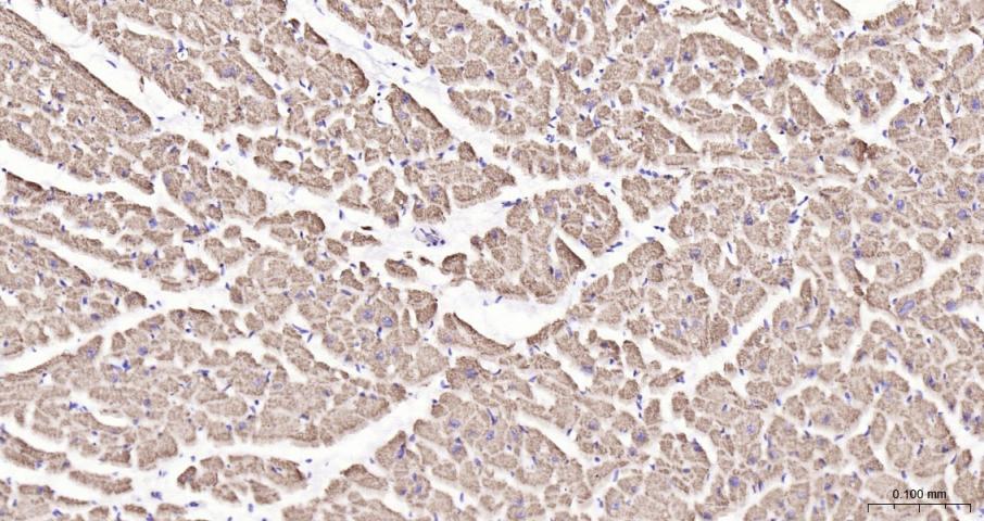 细胞色素c氧化酶IV亚型1(内参)重组兔单抗