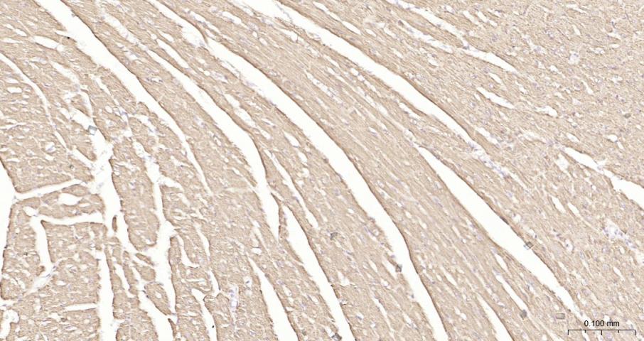 细胞色素c氧化酶IV亚型1(内参)重组兔单抗