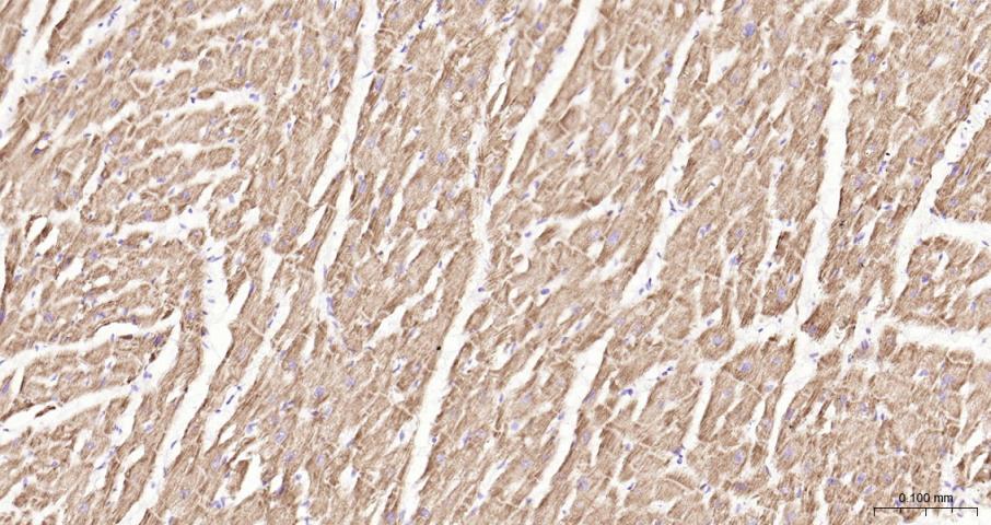 骨形态发生蛋白4重组兔单抗