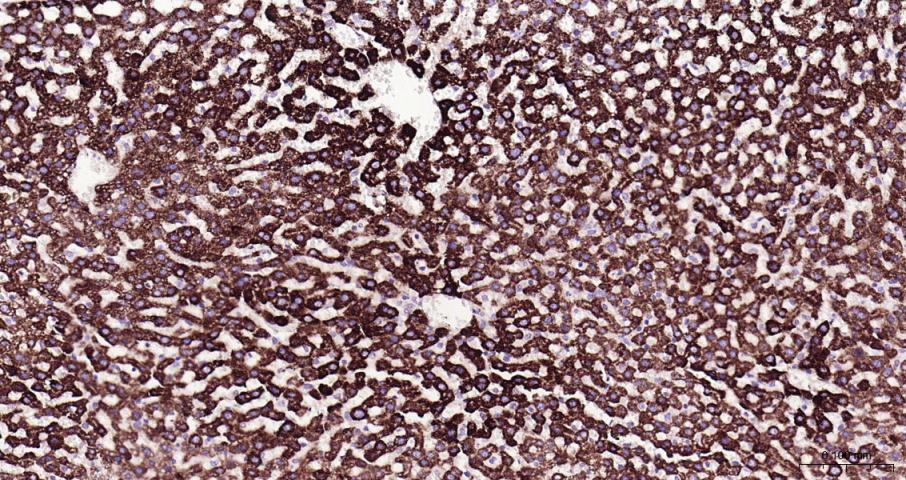 肾上腺皮质线粒体铁氧还蛋白重组兔单抗