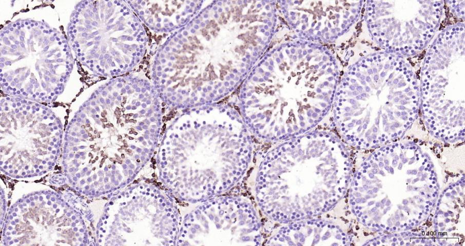 肾上腺皮质线粒体铁氧还蛋白重组兔单抗