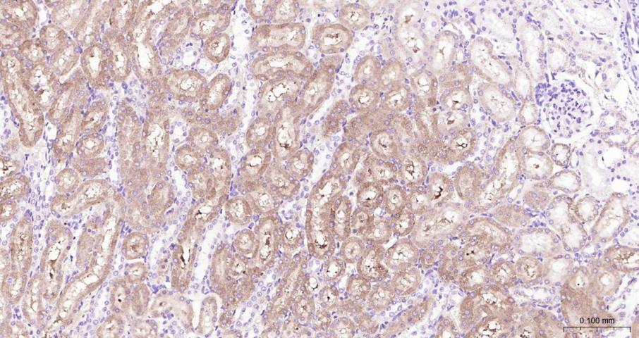肾上腺皮质线粒体铁氧还蛋白重组兔单抗