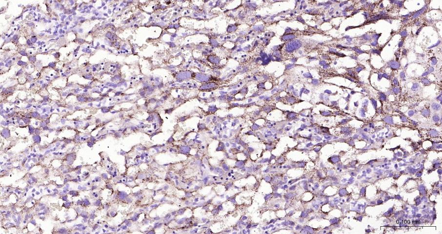 肾上腺皮质线粒体铁氧还蛋白重组兔单抗