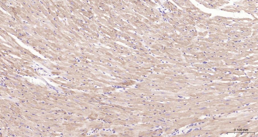 促凋亡调节蛋白BNIP3重组兔单抗