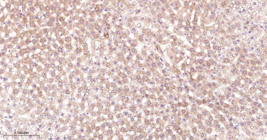 核因子2相关因子2重组兔单抗
