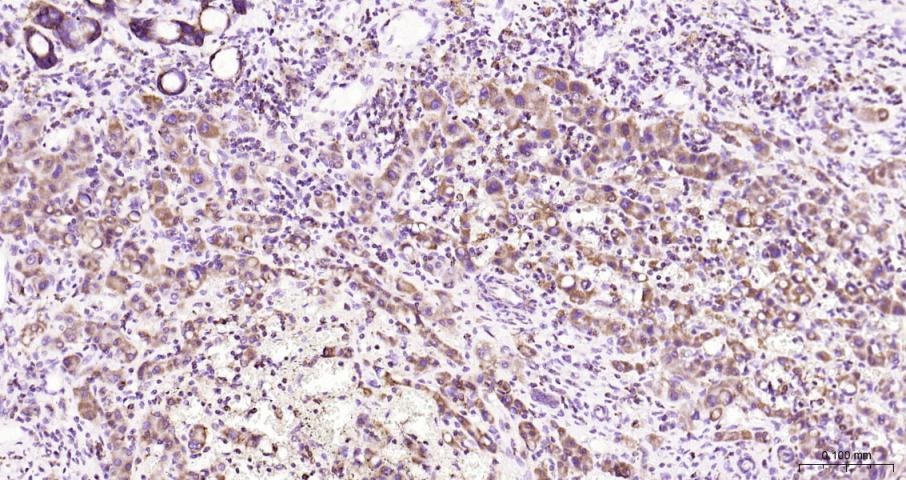 细胞色素c氧化酶IV亚型1(内参)重组兔单抗