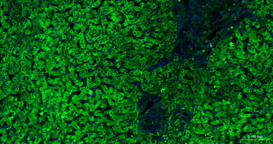 BF488标记的钙网蛋白抗体