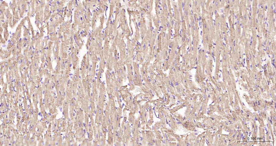 细胞色素c氧化酶IV亚型1(内参)重组兔单抗