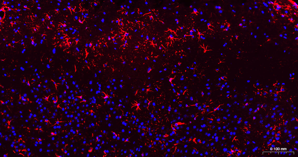 BF594标记的山羊抗小鼠IgG H&L