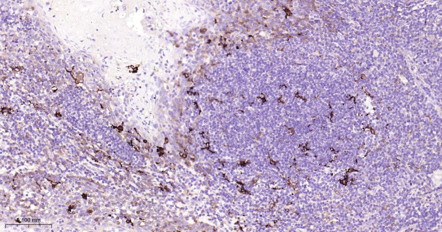 核因子2相关因子2重组兔单抗
