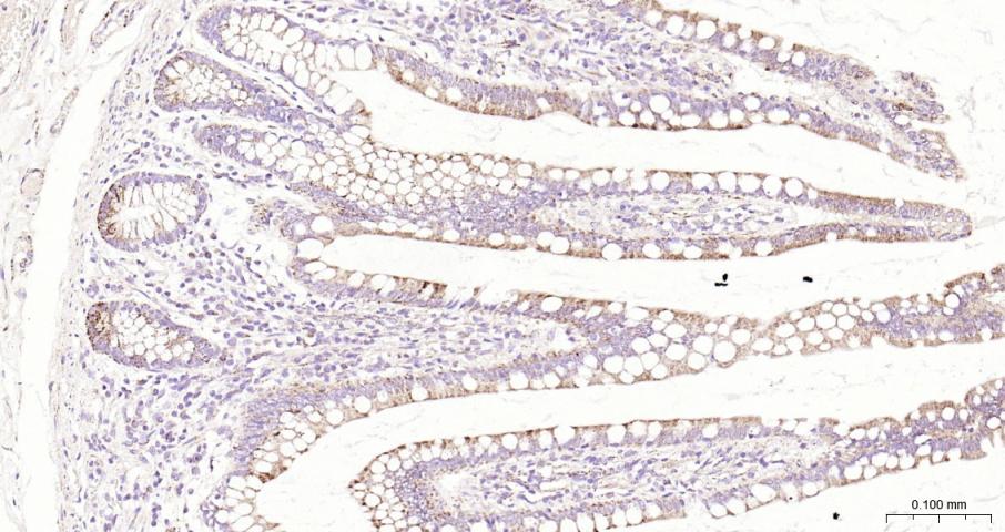 骨形态发生蛋白4重组兔单抗