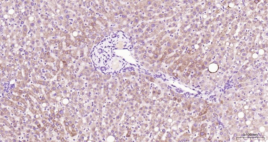 肾上腺皮质线粒体铁氧还蛋白重组兔单抗