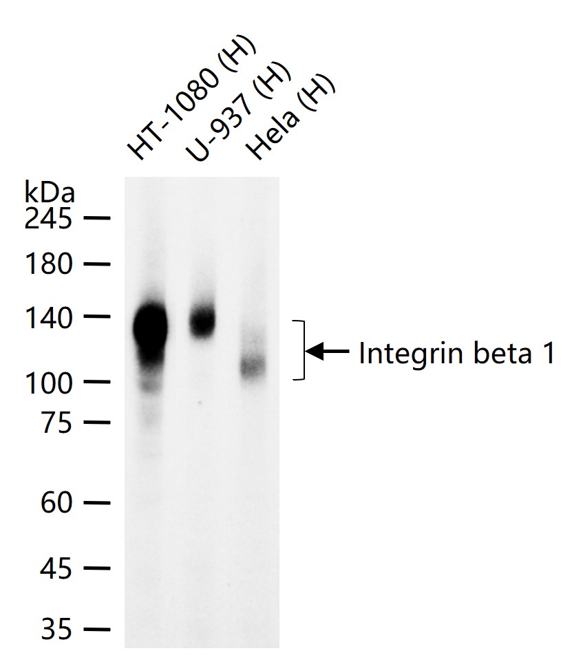 整合素β1（CD29）重组兔单抗