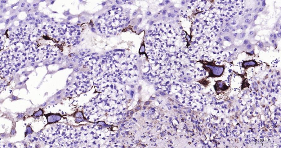 肾上腺皮质线粒体铁氧还蛋白重组兔单抗