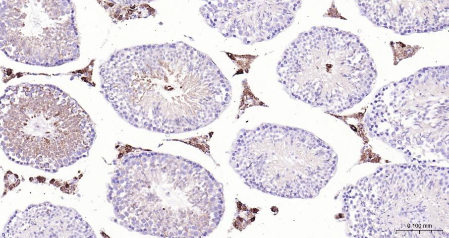 肾上腺皮质线粒体铁氧还蛋白重组兔单抗