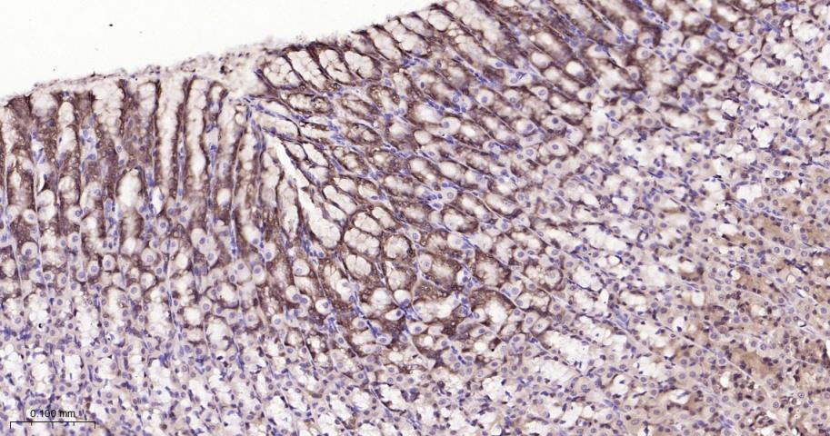 异柠檬酸脱氢酶1重组兔单抗