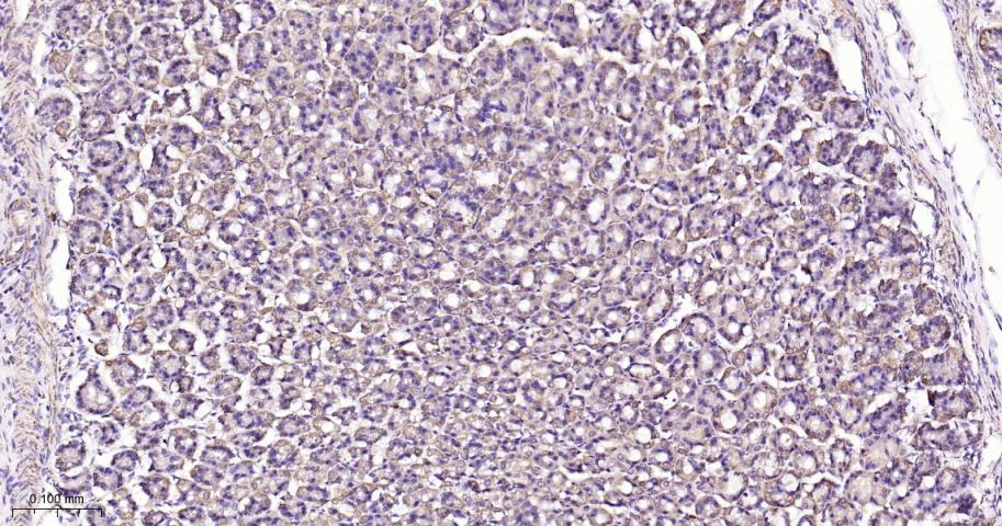 热休克蛋白10/HSPE1重组兔单抗