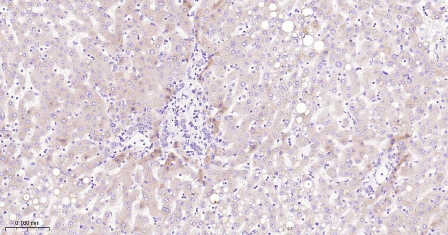 腺苷单磷酸活化蛋白激酶α1重组兔单抗