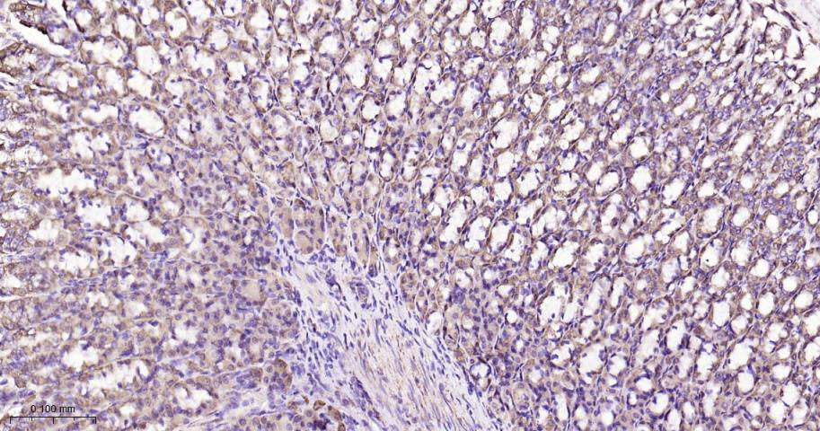 热休克蛋白10/HSPE1重组兔单抗