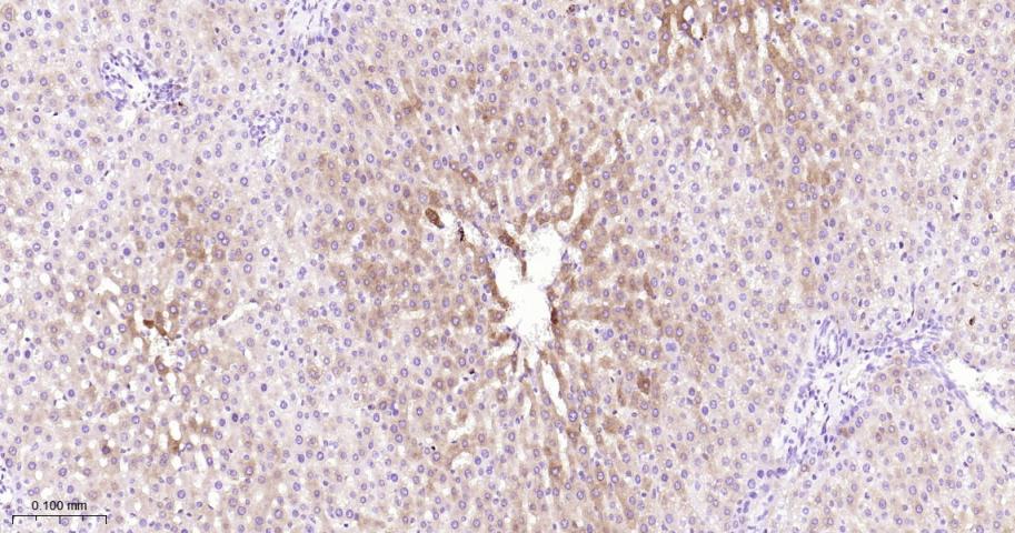 蛋白质酪氨酸激酶JAK-1重组兔单抗